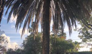 CM Precision Tree & Landscaping