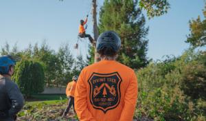 Divine Tree Service
