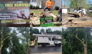 Mp Tree Services