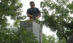 Wellnitz Tree Care