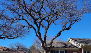 Texas Pride Tree Service