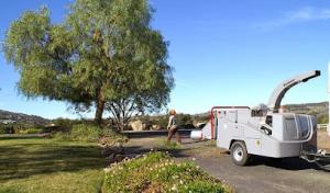 South Coast Tree Service