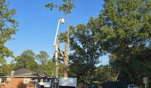 Kelly's Tree Service