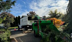 Marysville Tree Removal