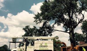 Monster Tree Service of Peachtree