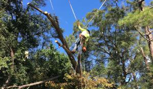 Veteran Tree Service