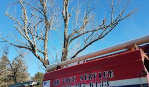 JD Tree Service
