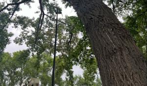 Roger Fischer Tree Service