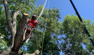 Over The Top Tree Service