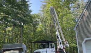 Neufell Tree & Landscape