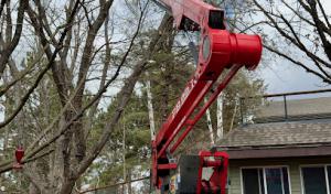 Balsam Tree & Shrub Care