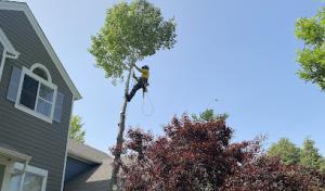 Artisans Tree Service