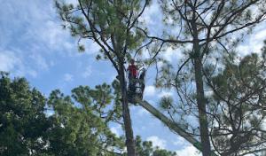 King Tree Management