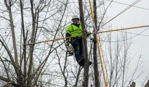 Ash Tree Service Pro