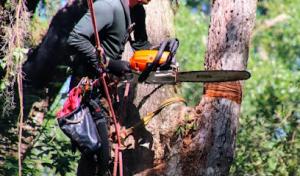Arbor Conscious Tree Service