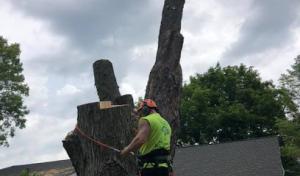 Executive Branch Tree Services