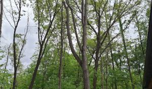 D's Tree Service South Bend