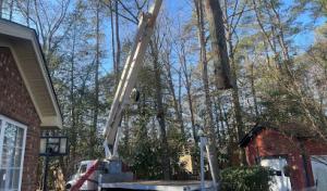 Down East Tree Service II