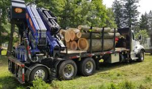 Bizee Bee Tree Service