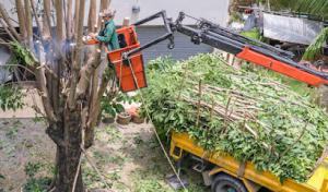 Big Easy Tree Removal: New Orleans Tree Service & Stump Grinding Company