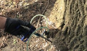 Shoreline tree preservation