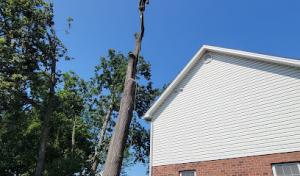 Hernandez Tree Services