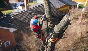 Pewaukee Tree Care