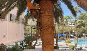 Pahrump Valley Tree Pros