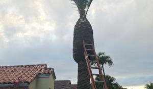 Lightning Tree Service