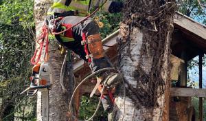 El Arborista Volador