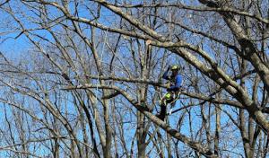 Sticks Tree & Trimmings