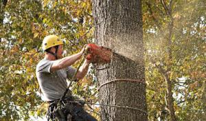 Junker Tree Service
