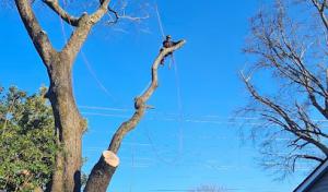 Altitude Tree Service