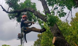 Koalatee Tree Service