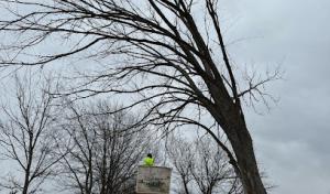 ReLeaf Tree Services & Landscaping