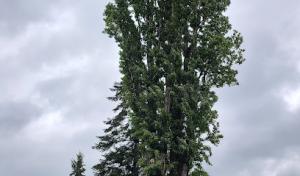 CrossCut Tree Works