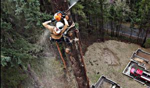Dreyers Tree Service