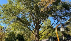 Tri cities yard & deck solutions