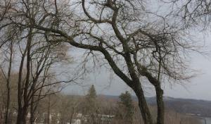 J & J Tree Works the Arbor Barber