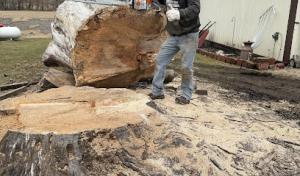La Crosse Tree & Stump