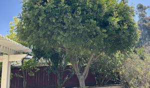 Tree Service San Diego