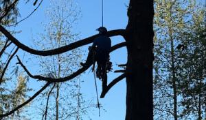 Nw tree care/services