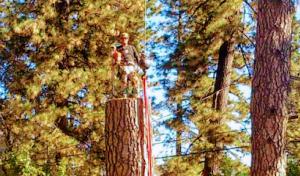 Washington Tree Climbers