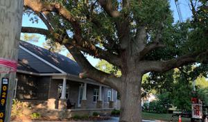 Arbor Care Tree & Landscaping