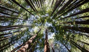 Scott's Tree & Stump Removal Services