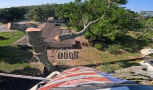 T.E.A.M. Tree Service (Tampa Bay's #1 Tree Care Service)