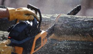 Palms & Trees Services