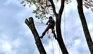 Houtz Tree Service