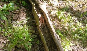 Walts Affordable Tree service