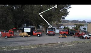 Dreamland Tree Service tree trimmers